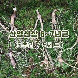 산양산삼 6~7년근(5뿌리/5세트)